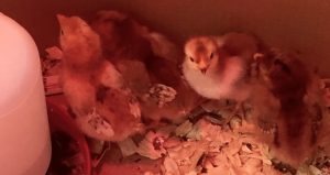Read more about the article Here a Chick, There A Chick, Everywhere A Chick Chick!